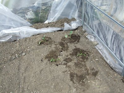 broccoli e spinaci in serra.jpg