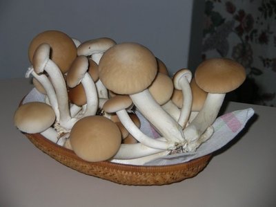 funghi 2.jpg