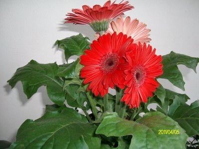 Gerbera.JPG