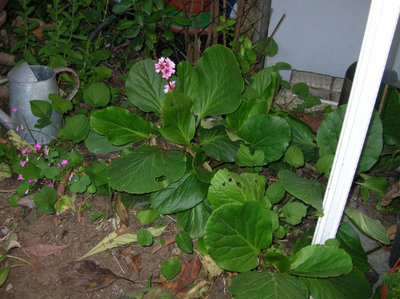 angoletto fiorito del'orto-giardino1.jpg