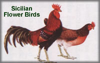 sicilian-flower-birds.jpg