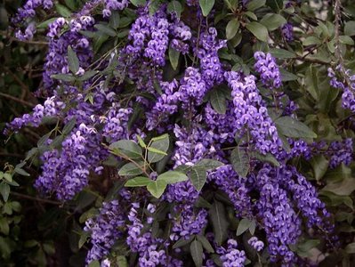 Hardenbergia%20comptoniana[1].jpg