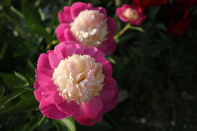 peonie.jpg