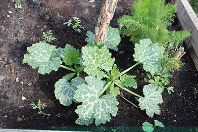 zucchine e pomodori spontanei, nasturzio e finocchio.jpg