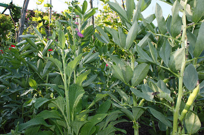 fave con digitalis e papaveri.jpg