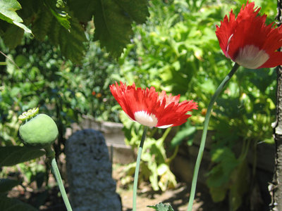 papaver somniferum.jpg