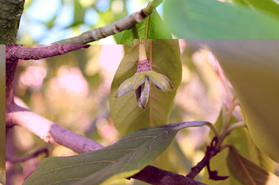 frutto di Asimina triloba.jpg