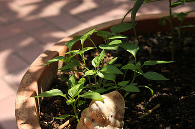 peperoncini in vaso di agrumi, da trapiantare.jpg