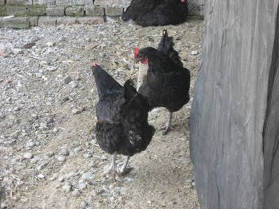 australorp.JPG