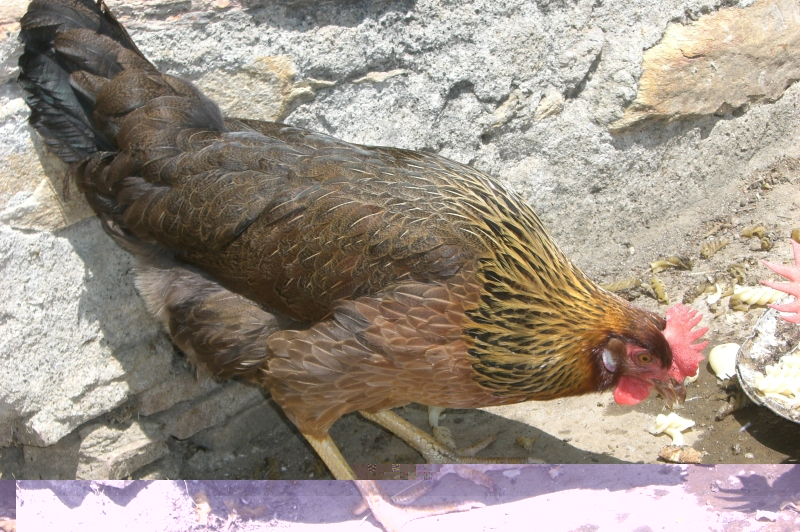 GALLINA NERA.JPG