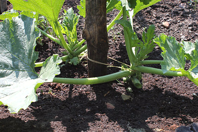 zucchine in verticale.jpg