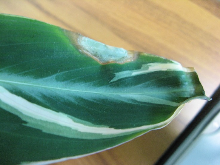 XrrRIDIM PIANTE - CALATHEA 20[1].05.2009 004.jpg