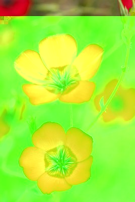 DSC_3801 linum grandiflorum rubrum.jpg