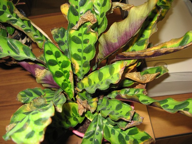 XrrRIDIM Calathea al 22[1].06.09 003.jpg