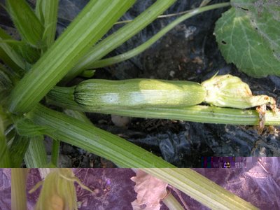 zucchine.JPG