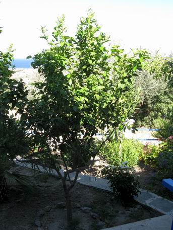 albero di limone.jpg