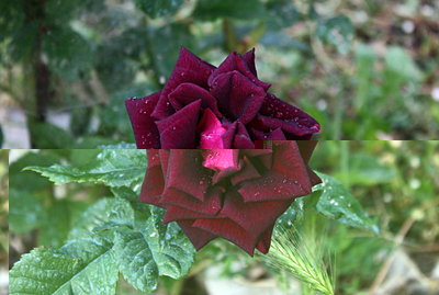 rosa1.jpg