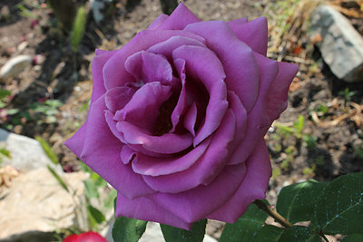 rosa2.jpg