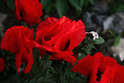 papaver orientalis.jpg