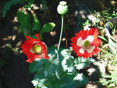 papaver somniferum.jpg