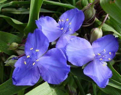 Tradescantia x Andersoniana 3.jpg