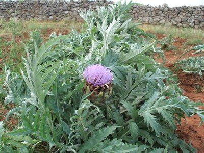 Carciofi1.JPG