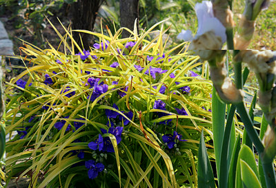 Tradescantia andersoniana -'Beaterice'.jpg