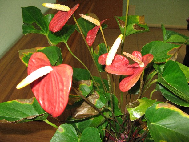 RIDIM Anthurium 018.jpg