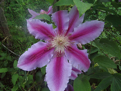 Clematis Capitaine Thuilleaux .jpg