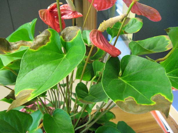 RIDIM Anthurium 020.jpg