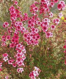 leptospermum-scoparium-red-damask-02.jpg