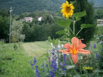 Girassole, Giglio e delfinium.JPG