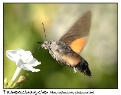 Farfalla Macroglossum Stellatarum.jpg