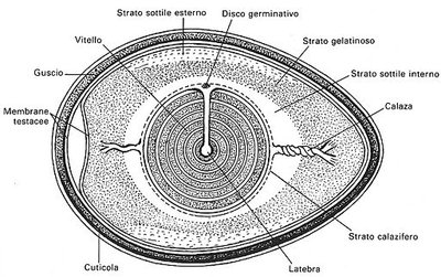 uovo schematico.jpg