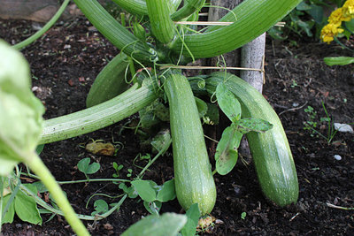 zucchine 1.jpg