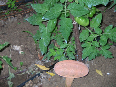 questi però, tomatoes..sono!.jpg