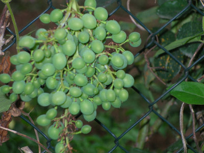 il dolce moscato di Terracina!.jpg