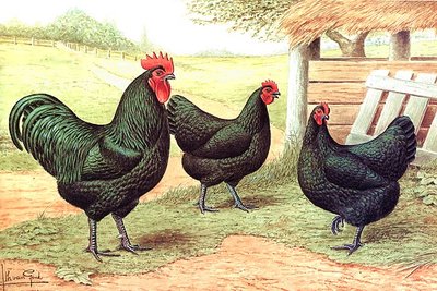 007fig002%20australorp.jpg