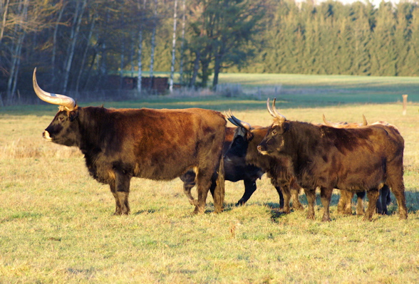 heck_cattle_female.jpg