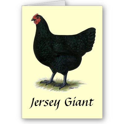 jerseygiant.jpg