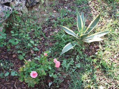 l'agave e la rosa.JPG