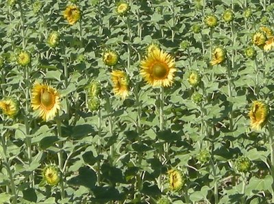 girasoli matt2.JPG