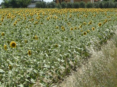 girasoli pom1.JPG