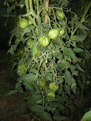 pomodori serra1.JPG