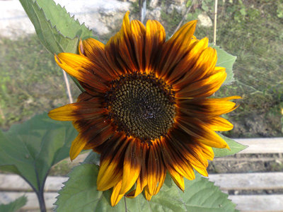 Girasole.jpg