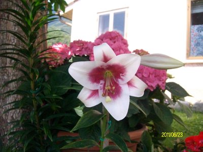 Lilium bianco e rosa.JPG