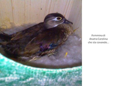 Aix Sponsa Female in the nest.JPG