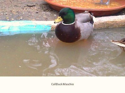 CallDuck Gray Drake.JPG