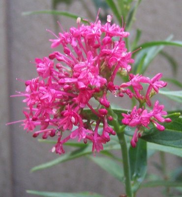 Centranthus_ruber.jpg