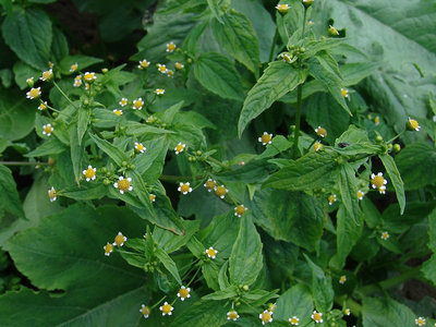 galinsoga-parviflora.jpg